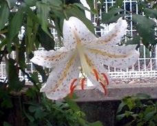Photo of Lily