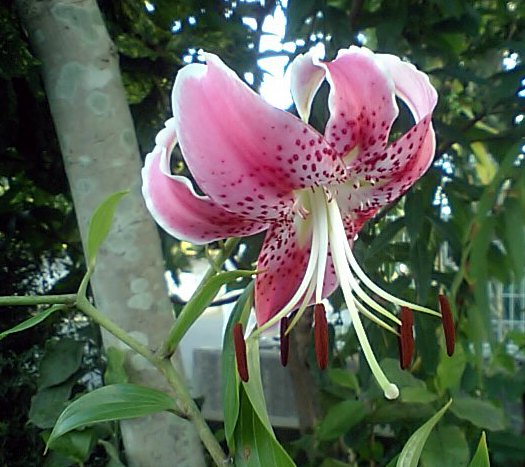 Japanese Lily #02