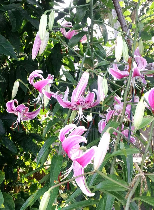 Japanese Lily #01