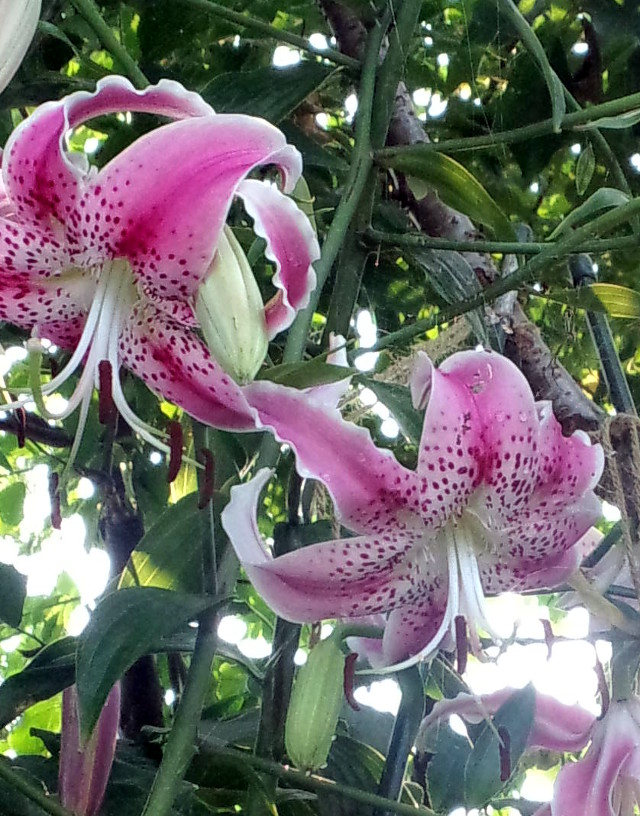 Japanese Lily #02