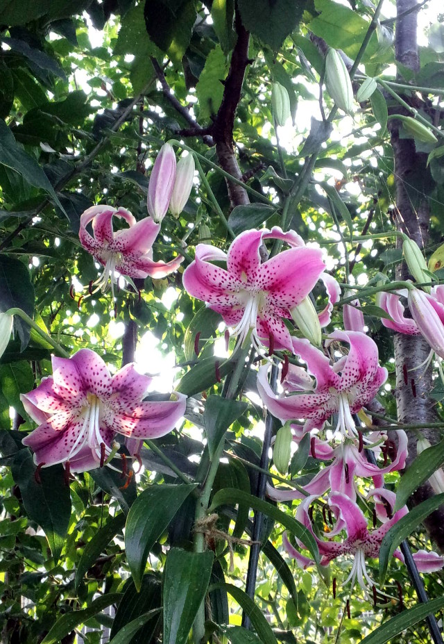 Japanese Lily #03